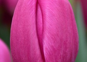 Tulipa Matangi (4)
